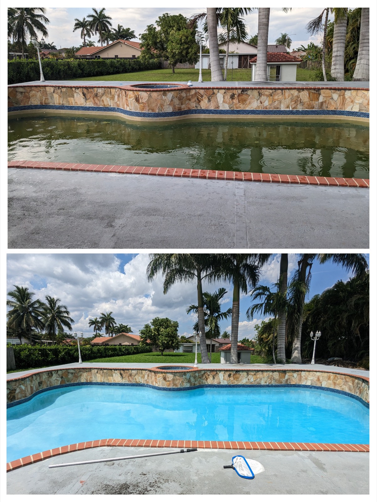 Before and after: algae-covered green pool restored to crystal clear water, natural stone coping and palm trees